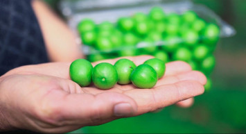 Erik satışa çıktı mı, kilosu ne kadar? Turfanda erik manavlarda satışa çıktı