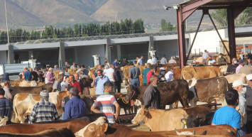 Erzincan kurbanlık fiyatları ne kadar? 2022 Erzincan büyükbaş, küçükbaş kurbanlık hisse fiyatları