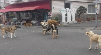 Erzincan'da Korku Dolu Anlar: Ekmek Almaya Giderken Saldırıya Maruz Kaldı!