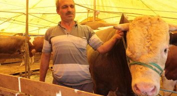 Erzurum kurbanlık fiyatları ne kadar? 2022 Erzurum büyükbaş, küçükbaş kurbanlık hisse fiyatları