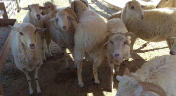 Eskişehir kurbanlık fiyatları ne kadar? 2022 Eskişehir büyükbaş, küçükbaş kurbanlık hisse fiyatları