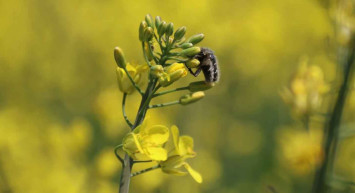 Eskişehir'den sevindiren haber: Biyodizel'in ham maddesi Kanola çiftçinin yeni umudu oldu!