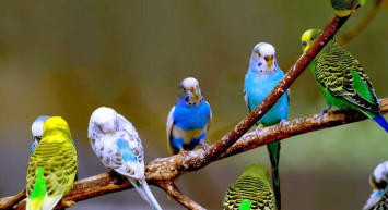 Evcil kuşlar hangileridir? Evde beslenecek kafes kuş türleri ve isimleri