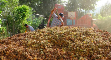 Fındık hasadı başladı: Saatte 2 bin TL kazanıyorlar