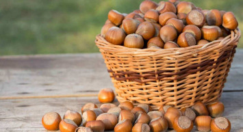 Fındık taban alım fiyatı kaç para oldu? 2022 Fındık taban fiyatı