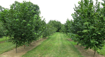 Fındık üreticilerine "Tarım sigortası yaptırın!" çağrısı, son kabul tarihi ise: 3 Mart!