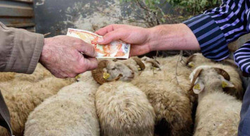 Gaziantep kurbanlık fiyatları ne kadar? 2022 Gaziantep büyükbaş, küçükbaş kurbanlık hisse fiyatları