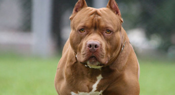 Gaziantep'te Pitbull Saldırısı! 4 Yaşındaki Çocuk Ağır Yaralandı