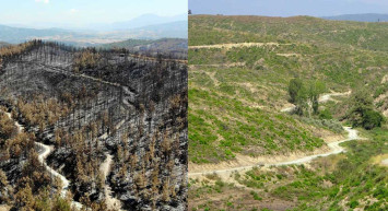 Geçen yıl yanan ormanlık alan küllerinden doğdu!