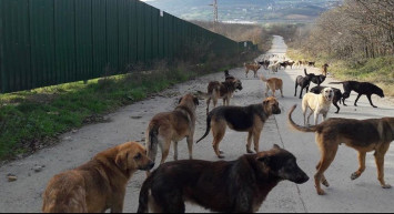 Gerekli önlemler ne zaman alınacak? Başıboş köpekler bu sefer genç kızın canını alıyordu!