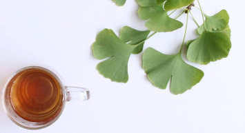 Ginkgo biloba nedir, ne işe yarar? 270 milyon yıllık geçmişe sahip olan ginkgo biloba şifa saçıyor