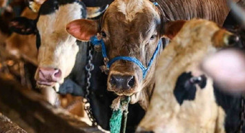 Giresun kurbanlık fiyatları ne kadar? 2022 Giresun büyükbaş, küçükbaş kurbanlık hisse fiyatları