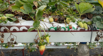Giresun'da Topraksız Çilek Üretiminden 4-5 Ton Verim Bekleniyor: 1,8 Milyon Lira Hibe Aldılar!