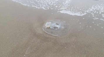 Görenler Şaşkına Döndü: Mersin’de Yüzlerce Deniz Anası Sahile Vurdu!