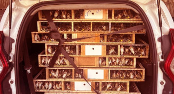 Gümrük kontrolünde 6 bin 500 saka kuşu ele geçirildi