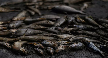 Güney Amerika'da korkutan görüntü: Arjantin'de yüzlerce balık kıyıya vurdu