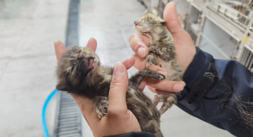 Haber 365 Esenyurt Hayvan Barınağı'nda! Kedileri bile öldürmüşler!