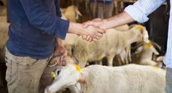 Hakkari kurbanlık fiyatları ne kadar? 2022 Hakkari büyükbaş, küçükbaş kurbanlık hisse fiyatları