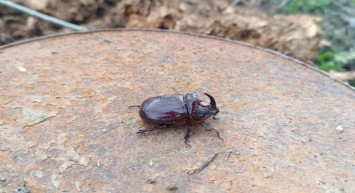 Hakkari’de dünyanın en güçlü böceği görüldü: 90 bin dolar değere sahip