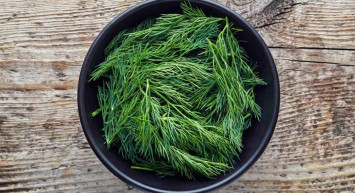 Hamile kadınlar dereotu yiyebilir mi? Hamileyken dereotu yemek sakıncalı mı? Hamilelikte dereotu yemenin faydaları ve zararları