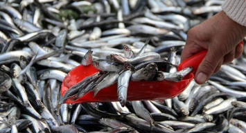 Hamsinin fiyatı 100 liraya düştü