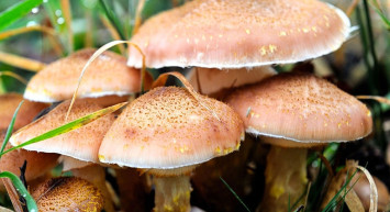 Hastanedeki Acil poliklinikleri zehirli mantar vakalarıyla inleniyor!