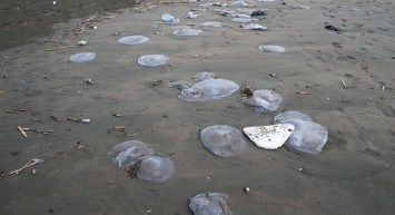 Hatay’da şaşkına çeviren görüntü: Yüzlerce ölü denizanası kıyıya vurdu