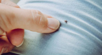 Havalar ısındı kene vakaları arttı: İstanbul’da Kırım Kongo tehlikesi var mı?