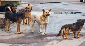 Havrita uygulaması nedir, neden gündemde? Havrita sokak köpeklerini öldürüyor mu? Havrita kapatılacak mı?