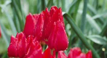 Hayız ve Nifas ne demektir, nedir?