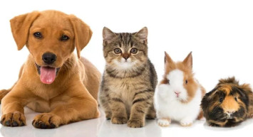 Hayvan satışına son bu haber yüzleri güldürdü! Petshop vitrinlerinde kedi ve köpekler kaldırıldı