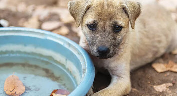 Hayvansever Kadın 'Yavrularını' Beslemek İçin Her Gün Kilometrelerce Yol Katediyor!