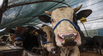 Hayvan üreticilerine müjde: Satılamayan kurbanlıkları ESK alacak