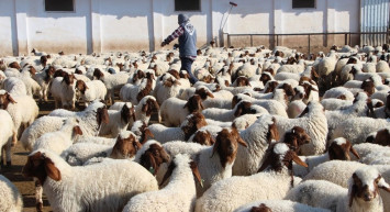 Hayvancılık için önemli karar: Resmi Gazete’de yayımlandı