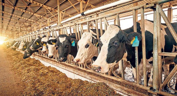 Hayvancılık kredisi nedir, nasıl alınır? 5 Yıl geri ödemesiz hayvancılık kredisi başvuru şartları 2022