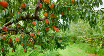 Herkesin pazardan kilo kilo aldığı o meyvenin kilosu nasıl 300 TL oldu diyeceksiniz! Geçen sene son defa yemiş olabilirsiniz