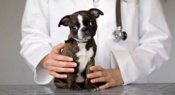 Hidatik kist nedir, nasıl oluşur? Köpek kisti belirtileri neler, tedavisi nasıl yapılıyor?