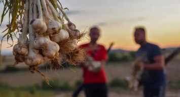 Hırsızlar Kastamonu’na dadandı: Üreticiler hasatlarını korumak için sabaha kadar nöbet tutuyor