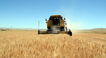 Hububatta sıkıntı yok! Verim yüksek, depolar dolacak! Bu kışı rahat geçireceğiz