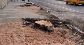 İBB'nin ağaç düşmanlığı devam ediyor! Ağaç katliamında skandal detay