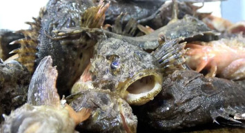 İçinin lezzeti dışının zehriyle meşhur: İskorpit balığının kilosu 150 lira!