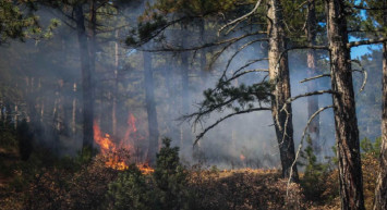 İçişleri Bakanlığı açıkladı: Terörist ormanı yakmak üzereyken suçüstü yakalandı!