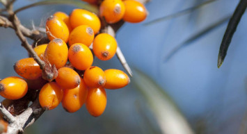 İğde Neye İyi Gelir, Nasıl Yenir?