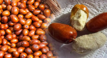 İğde’nin sağlığa faydaları: Bağışıklığı güçlendiriyor, böbrek hastalıklarına iyi geliyor ve kanseri önlemede rol oynuyor!