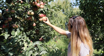 Iğdır Elması İçin Rekolte Beklentisi 40 Bin Ton!
