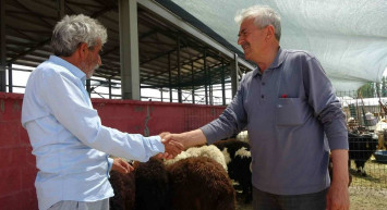 Iğdır kurbanlık fiyatları ne kadar? 2022 Iğdır büyükbaş, küçükbaş kurbanlık hisse fiyatları