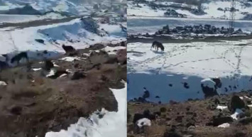 Iğdır’da Barınağa Bırakılması Gereken Köpekleri Dağ Başına Bıraktılar