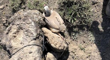 Iğdır’da Kaçak Keklik Avlayanlara 11 Bin Lira Ceza Kesildi