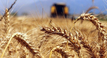 İhracatta son durum ne? Buğday ve mısır fiyatları tarihi zirvede seyrediyor