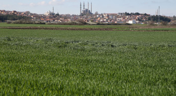 İklim değişikliği buğday da kökboğaz hastalığına neden oldu!